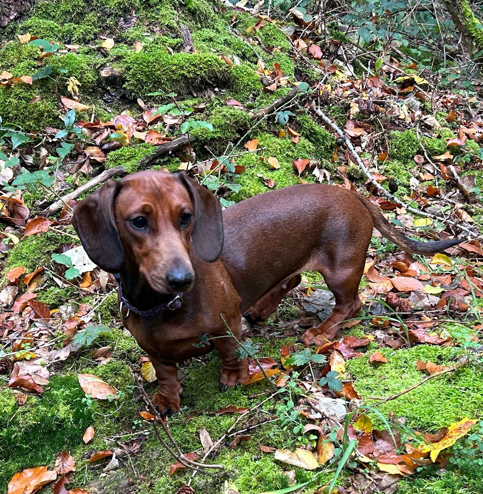 Bild von Hund 53